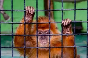 Macaque captif derrière une cage utilisé dans la recherche expérimentale animale